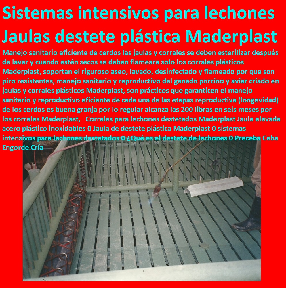 Corrales para lechones destetados Maderplast Jaula elevada acero plástico inoxidables 0 Jaula de destete plástica Maderplast 0 sistemas intensivos para lechones destetados 0 ¿Qué es el destete de lechones 0 Preceba Ceba Engorde Cría 1 Corrales para lechones destetados Maderplast Jaula elevada acero plástico inoxidables 0 Jaula de destete plástica Maderplast 0 sistemas intensivos para lechones destetados 0 ¿Qué es el destete de lechones 0 Preceba Ceba Engorde Cría 1